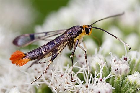 Red Maple Borer Synanthedon Acerrubri Bugguide