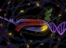 Cas9 Cell Line 1 GeneCopoeia