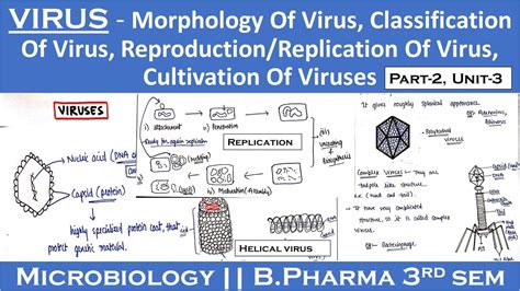 Virus Morphology Of Virus Classification Of Virus Replication Of