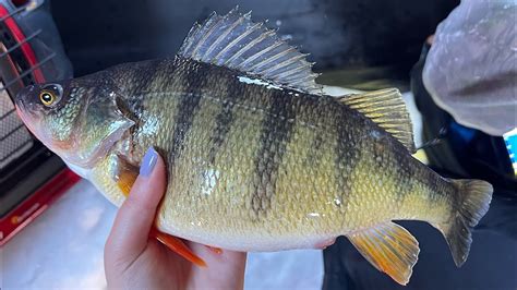 Jumbo Perch Ice Fishing March Madness Youtube