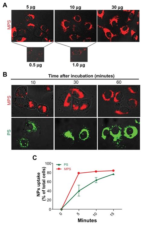 Dose Dependent And Time Dependent Cellular Accumulation Of