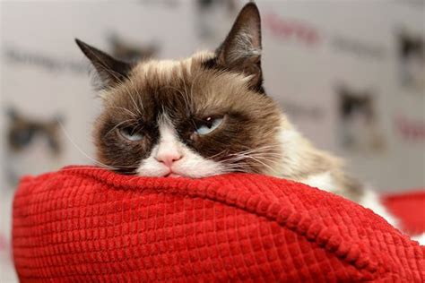 Follow Grumpy Cat The Worlds Most Miserable Mog As She Takes A Tour