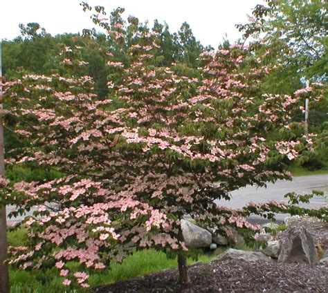 Dogwood | Gammon's Garden Center & Landscape Nursery