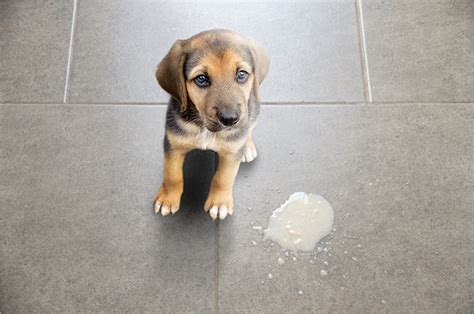 Cachorro vomitando causas tipos de vômitos e tratamento