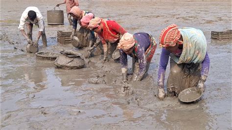 Village Women Catching Huge Catfish By Hand In Muddy Water Fish