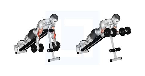 Dumbbell Reverse Spider Curl Guide Benefits And Form