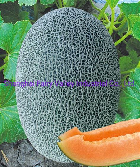 Hybrid F1 Green Peel Orange Flesh Musk Hami Melon Cantaloupe Seeds For