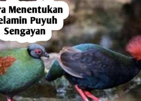 Tips Mengetahui Burung Puyuh Sengayan Jantan Dan Betina