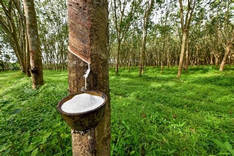 Natural Rubber — Sustainable Materials