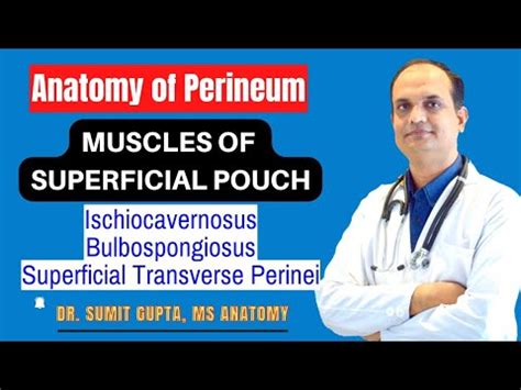 MUSCLES OF SUPERFICIAL PERINEAL POUCH YouTube