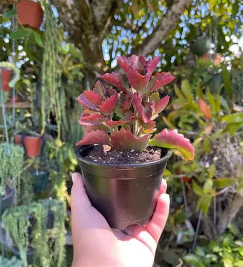 Kalanchoe Sexangularis Rare Succulent Guide