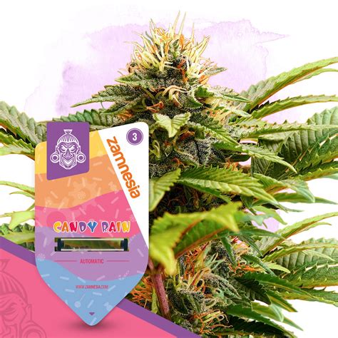 Candy Rain Automatic Zamnesia Seeds Zamnesia