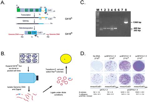 Genomic Deletions Created Upon Line Retrotransposition Cell