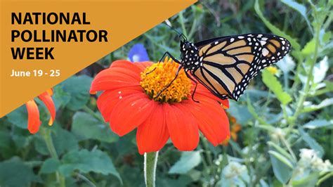 Pollinator Week