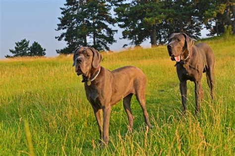 Top 10 Great Dane Breeders: Where To Find Puppies For Sale