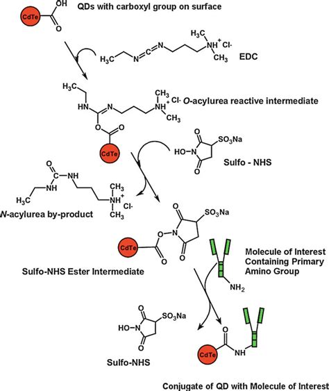 Reaction Scheme Of Conjugation Via EDC And Sulfo NHS Zero Length