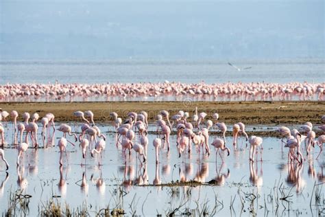 Scenery View Of Flamingo Flock Standing In Water Of Lake Nakuru At Lake