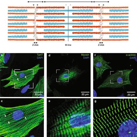 Myofibrillar Organization In Neonatal Rat Cardiomyocytes At The Download Scientific Diagram