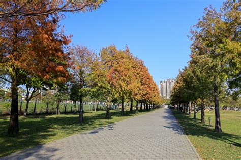 台中北屯南興公園 萬坪公園 落羽松大道和米奇樹，休閒好去處 17旅行