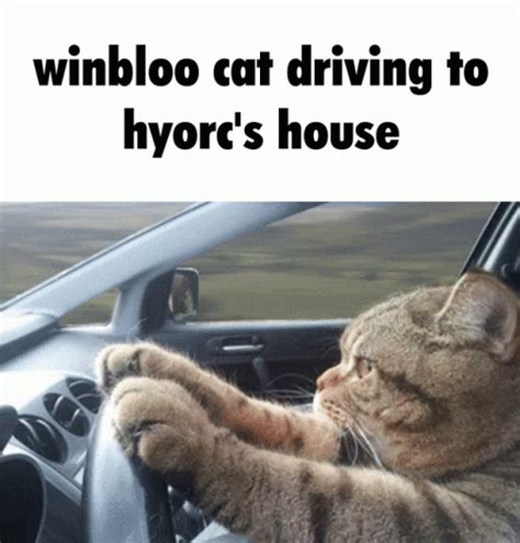 Funny Cats Driving Cars