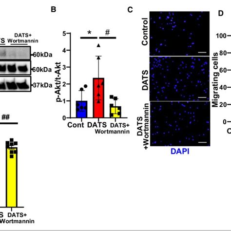 PI3K Akt Signaling Participates In Lymphatic Vessel Responses To DATS