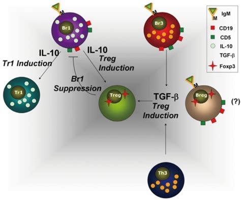 Reciprocal Roles Of Regulatory B And T Cells IL 10 From Br1 And Tr1