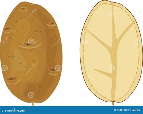 potato tuber  potato tuber  section stock vector illustration