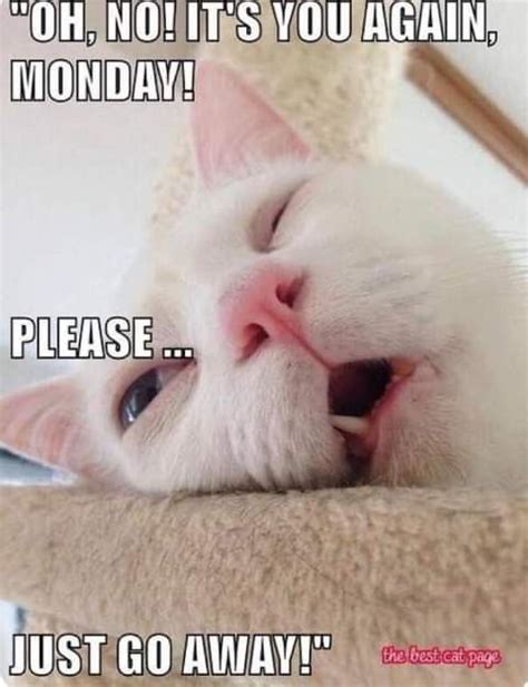 Pin By Virginia Lovell On Days Of The Week Cats Funny Cat Pictures