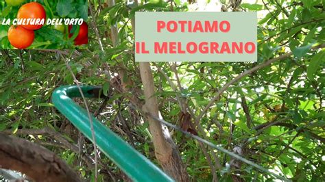 Potatura Estiva Del Melograno Come Potare Il Melograno YouTube