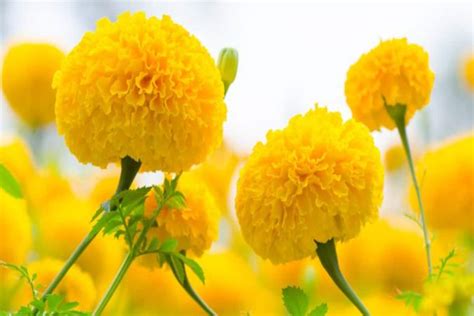 Genda Flower In English Name Best Flower Site