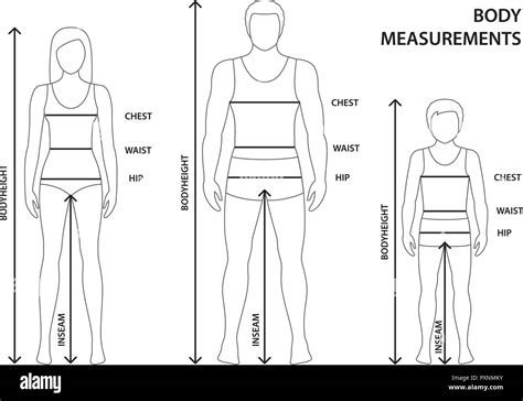 Hip Line Body Measurement Body Measurement Info