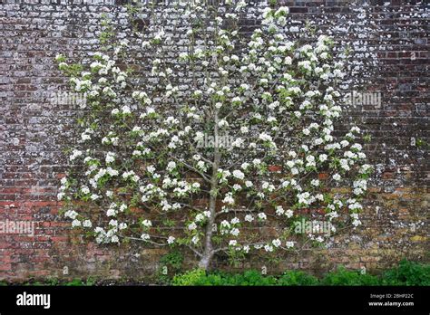 The Collector Earls Garden Arundel Castle Arundel Town Sussex