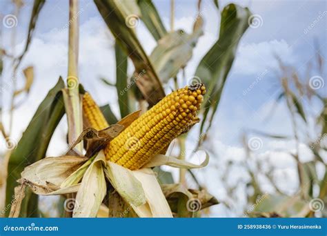 Cobs Of Juicy Ripe Corn In The Field Close Up The Most Important