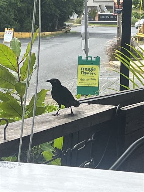 Greater Antillean Grackle From Puerto Rico Guaynabo Puerto Rico Us