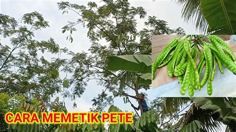 memetik pete tinggal panjat pohonnya  petik petenya semudah