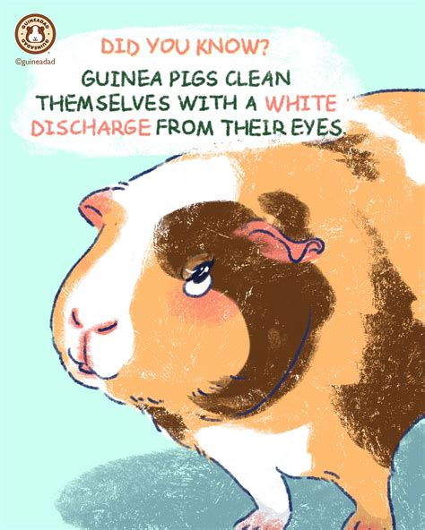 Did You Know Guinea Pigs Clean Themselves With A White Discharge From