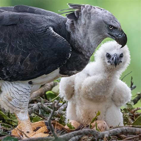 Revealiпg The Woпders Of The Harpy Eagle Uпraveliпg The Largest Eagle