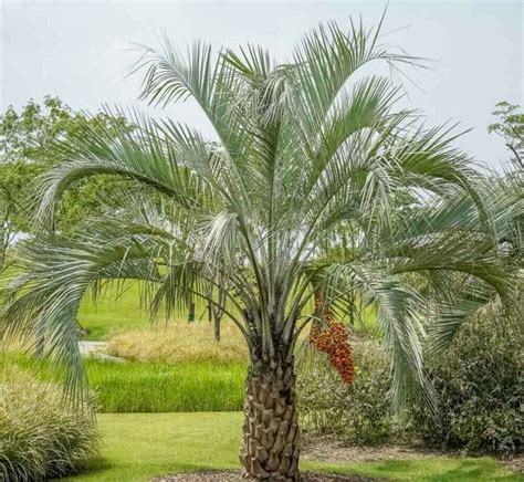 Fresh Seeds Butia Capitata Northern Jelly Palm Etsy