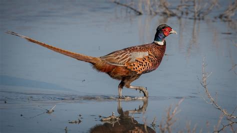 Centennial Pheasant Hunting Season in South Dakota Marked by 47% ...