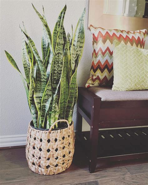 Growing Snake Plants Dracaena Trifasciata Indoors Plantcarefully