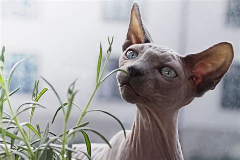 Best Cat Foods For Sphynx Cats In Cat Mania