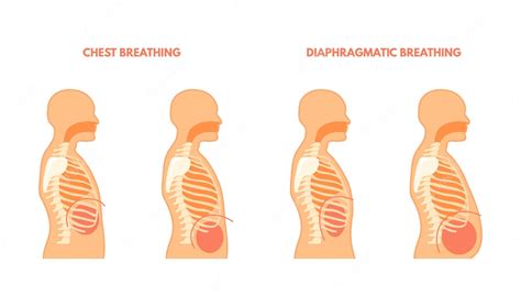 Respiración Diafragmática Ejercicios Pulmonares Entrenamiento De