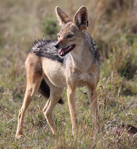 Fileblack Backed Jackal And Kill Masai Mara Kenya 52465819308