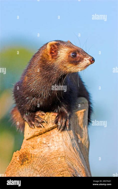 European Polecats Mustela European Polecat Putorius Putorius