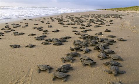 Nacen más de 97 000 tortugas lora en las playas mexicanas de Tamaulipas