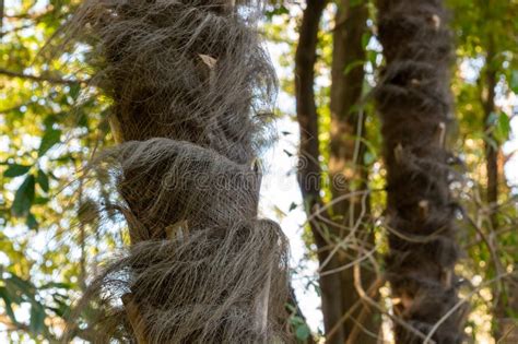 Fibrous Trunk Of A Chinese Windmill Palm Stock Photo Image Of