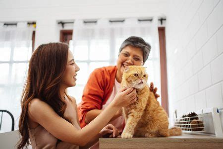 Mulher Asi Tica Feliz E M E S Nior Brincando Um Gato Fofo