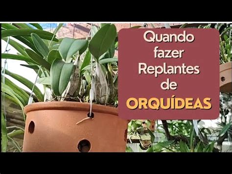 Qual A Hora Certa De Replantar Uma Orqu Dea Quando E Porque Replantar