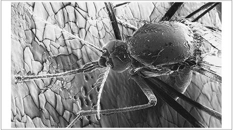 Uf Entomologist Working On Zika Detection Pest Control Technology
