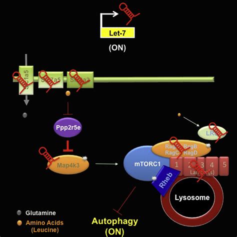 Let Coordinately Suppresses Components Of The Amino Acid Sensing